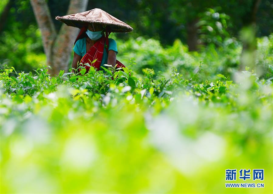 （新华视界）（8）阿加尔塔拉采茶人