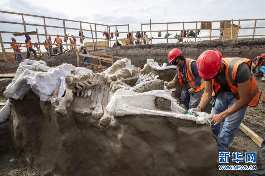 （新华视界）（3）墨西哥新机场工地发现上百具猛犸象遗骨
