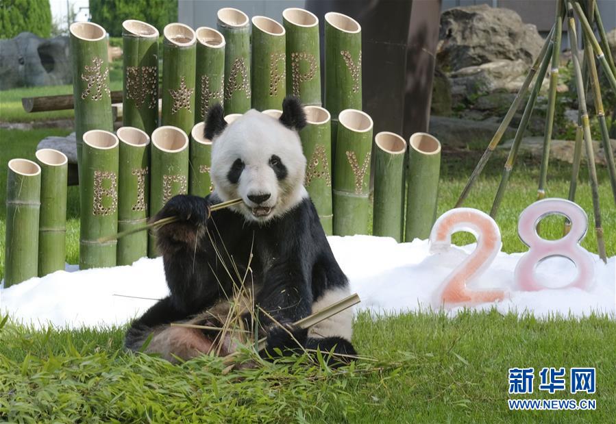 （國際）旅日大熊貓“永明”迎來28歲生日