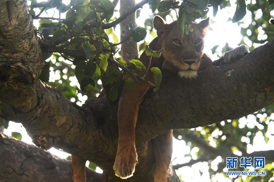 （国际疫情&middot;新华视界）（1）重新开放的乌干达国家公园