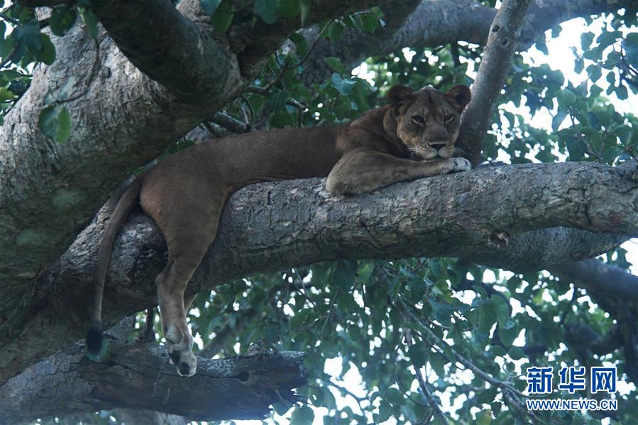 （国际疫情&middot;新华视界）（2）重新开放的乌干达国家公园