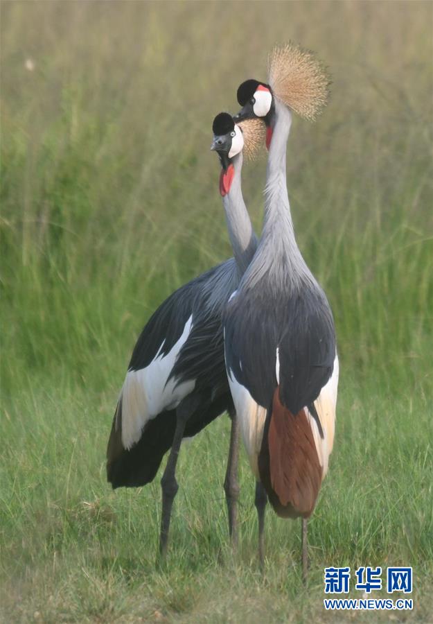 （国际疫情&middot;新华视界）（3）重新开放的乌干达国家公园