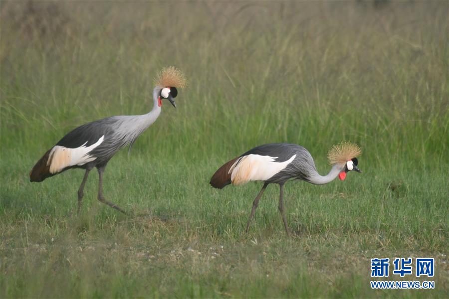 （国际疫情&middot;新华视界）（4）重新开放的乌干达国家公园