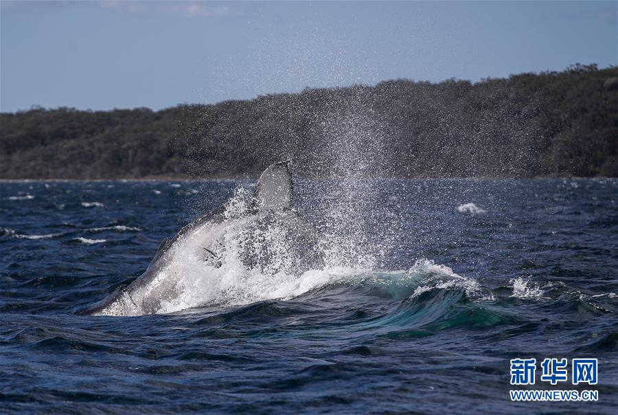 （国际疫情）（2）疫情影响澳大利亚观鲸小镇旅游业