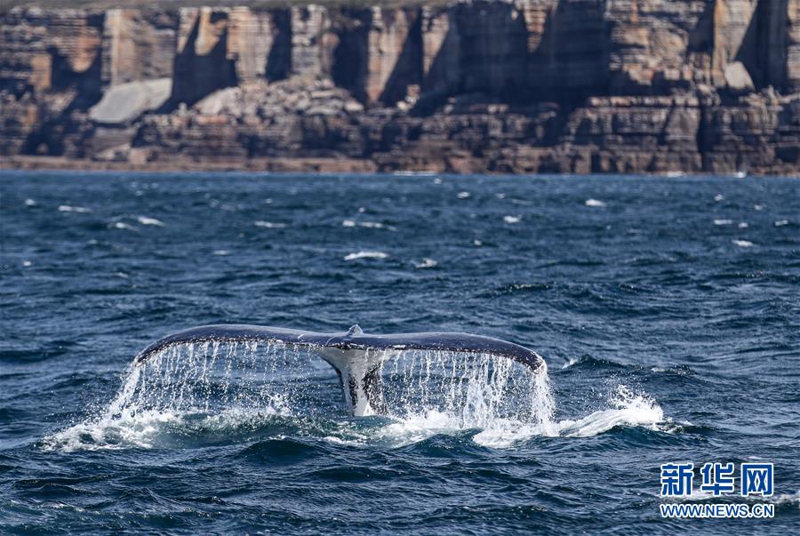 （国际疫情）（5）疫情影响澳大利亚观鲸小镇旅游业