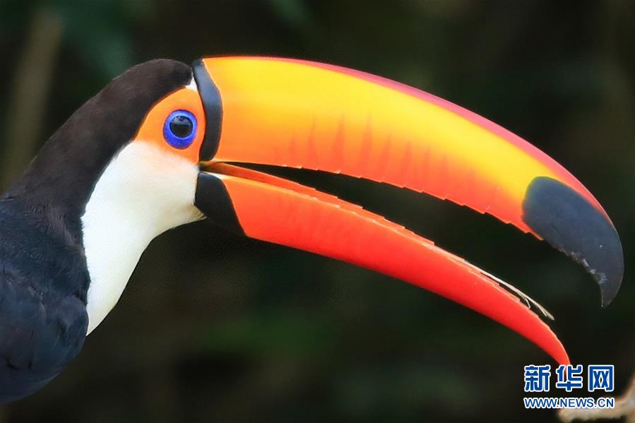 （国际）（8）多样地球 美丽世界