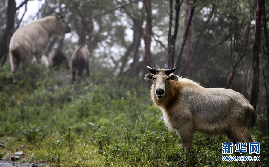 （国际）（6）多样地球 美丽世界