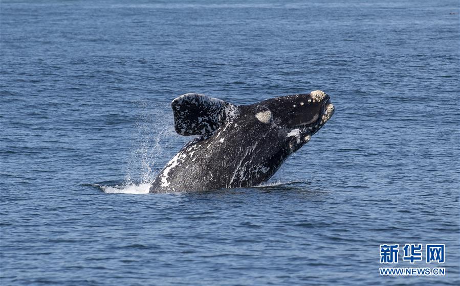 （国际）（4）多样地球 美丽世界