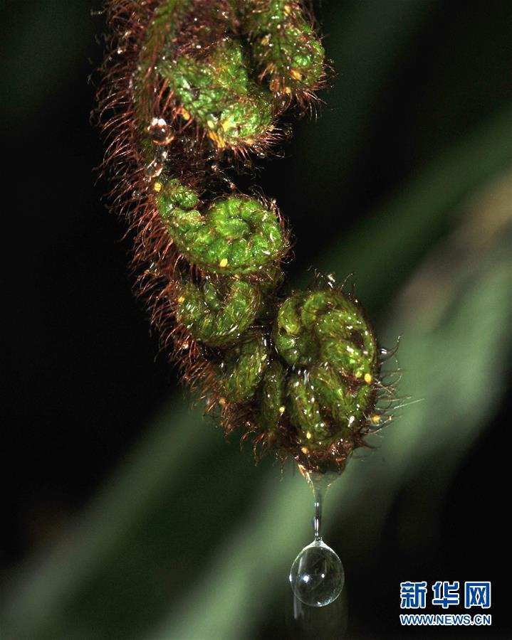 （国际）（11）多样地球 美丽世界