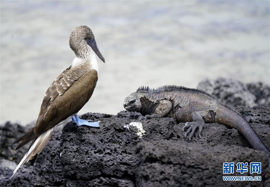 （国际）（9）多样地球 美丽世界