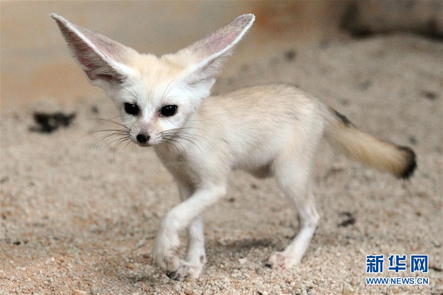 （国际）（10）多样地球 美丽世界