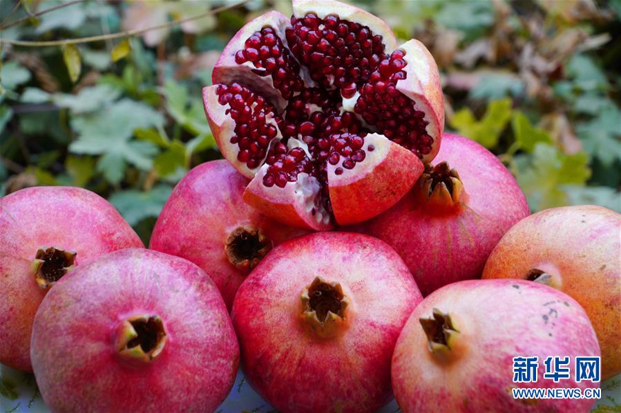 （国际）（3）乌兹别克斯坦：金秋时节石榴红