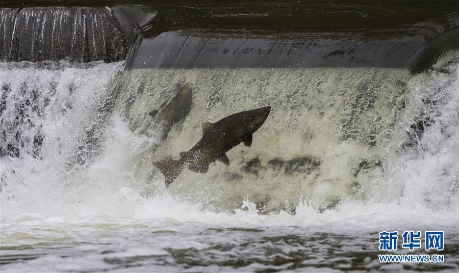 （国际）（1）加拿大：三文鱼洄游成风景