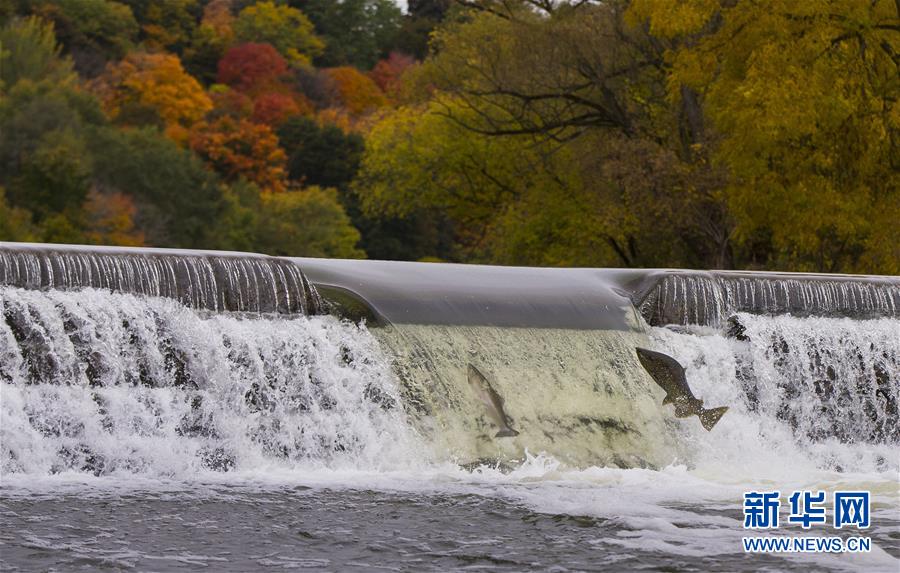 （国际）（2）加拿大：三文鱼洄游成风景