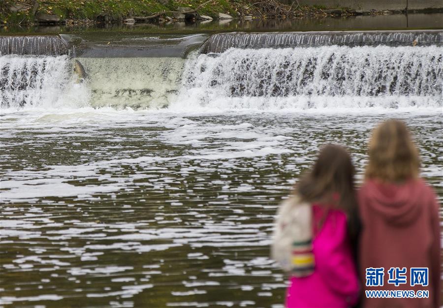 （国际）（3）加拿大：三文鱼洄游成风景