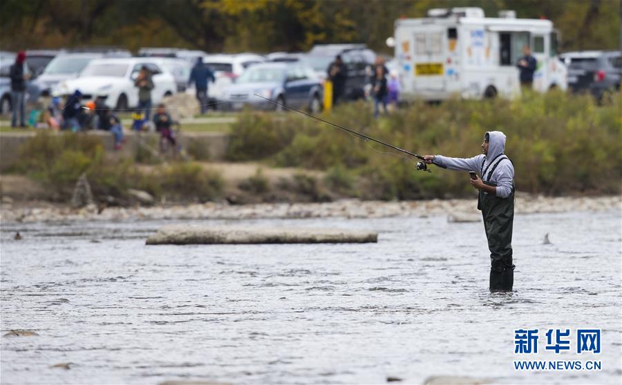 （国际）（4）加拿大：三文鱼洄游成风景