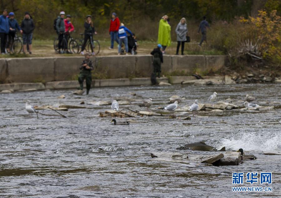 （国际）（5）加拿大：三文鱼洄游成风景