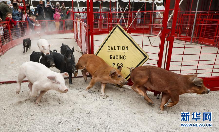 （新华视界）（1）小猪赛跑