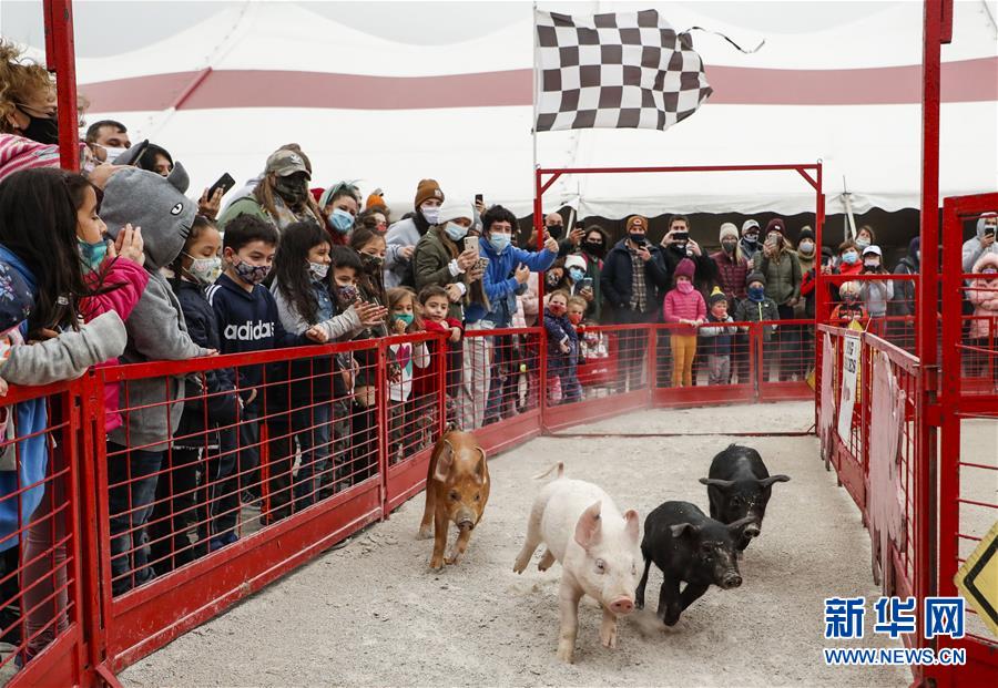 （新华视界）（2）小猪赛跑