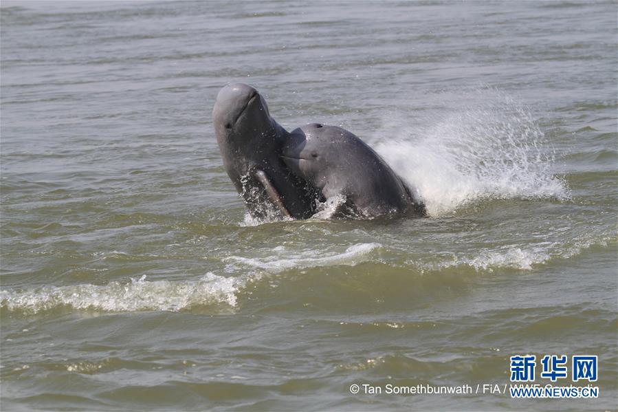 （国际）（1）柬埔寨濒危江豚数量保持稳定