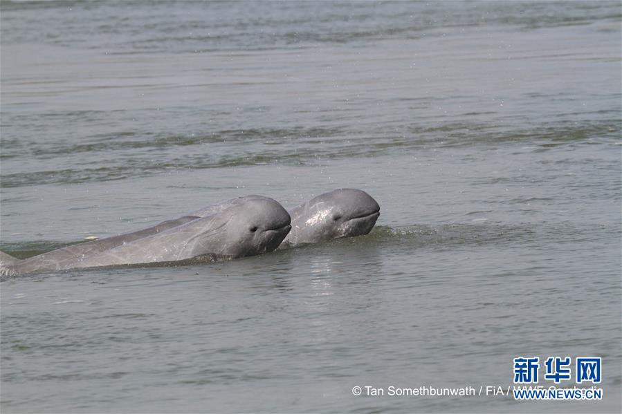 （国际）（2）柬埔寨濒危江豚数量保持稳定