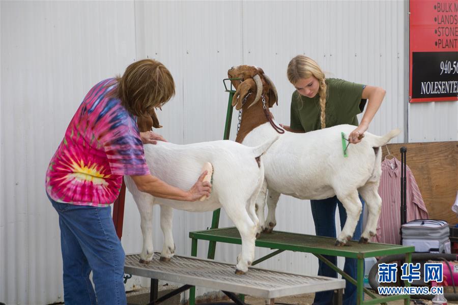 （国际）（4）美国得州登顿举行牛仔节