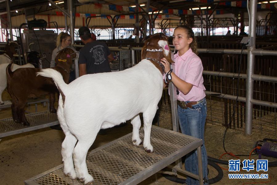 （国际）（5）美国得州登顿举行牛仔节