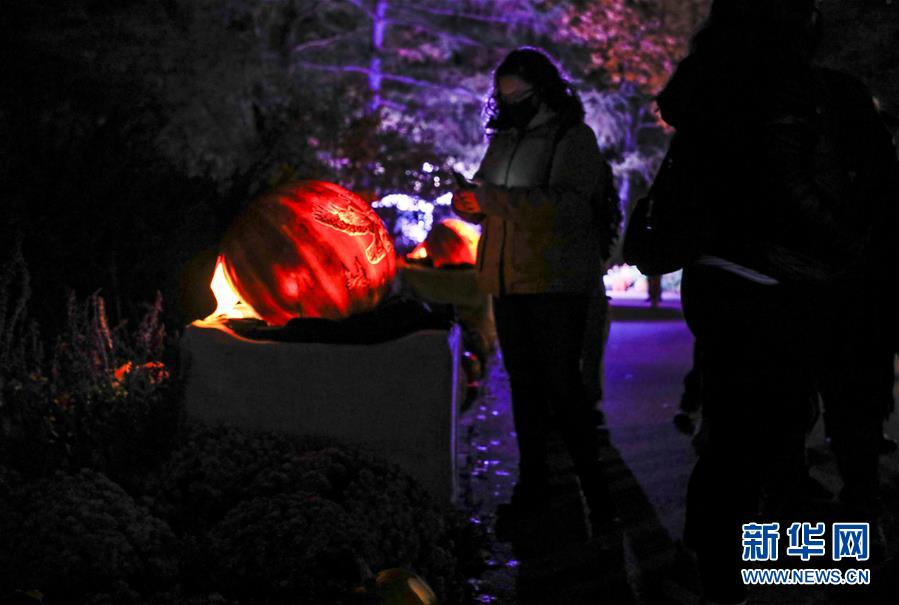 （国际）（8）美国芝加哥植物园举办南瓜灯展