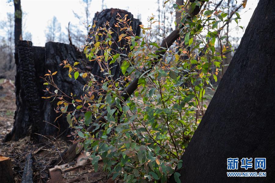 （国际）（2）澳大利亚发布林火灾害调查报告并提出改进建议