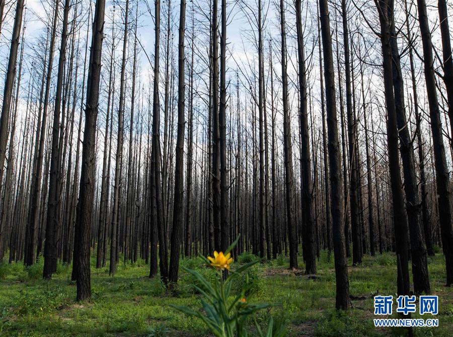 （国际）（5）澳大利亚发布林火灾害调查报告并提出改进建议