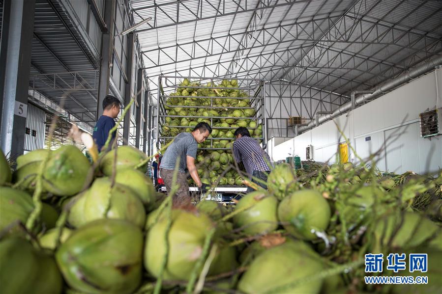 （第三屆進博會·圖文互動）（2）通訊：椰香飄進進博會 市場開放共繁榮——一名泰國椰商的心聲