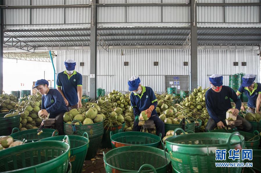 (第三届进博会·图文互动)(3)通讯:椰香飘进进博会 市场开放共繁荣——一名泰国椰商的心声