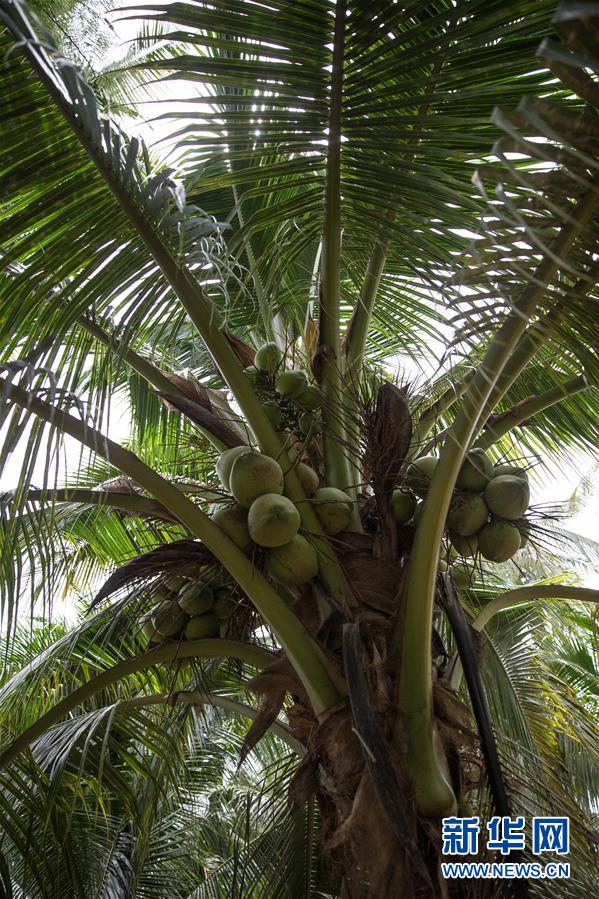 (第三届进博会·图文互动)(6)通讯:椰香飘进进博会 市场开放共繁荣——一名泰国椰商的心声