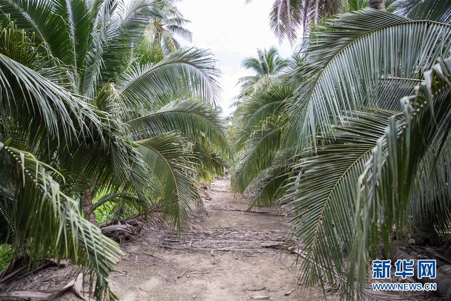 (第三届进博会·图文互动)(7)通讯:椰香飘进进博会 市场开放共繁荣——一名泰国椰商的心声