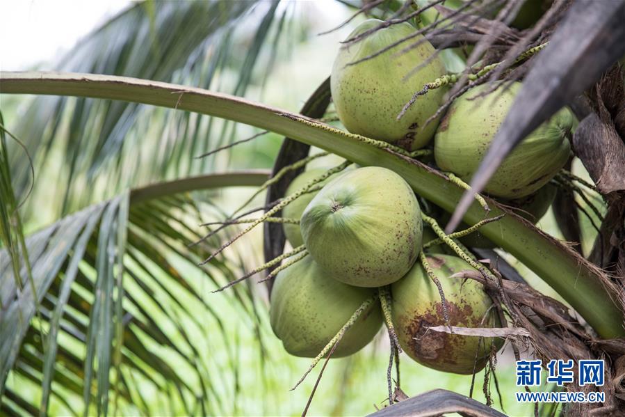 (第三届进博会·图文互动)(8)通讯:椰香飘进进博会 市场开放共繁荣——一名泰国椰商的心声