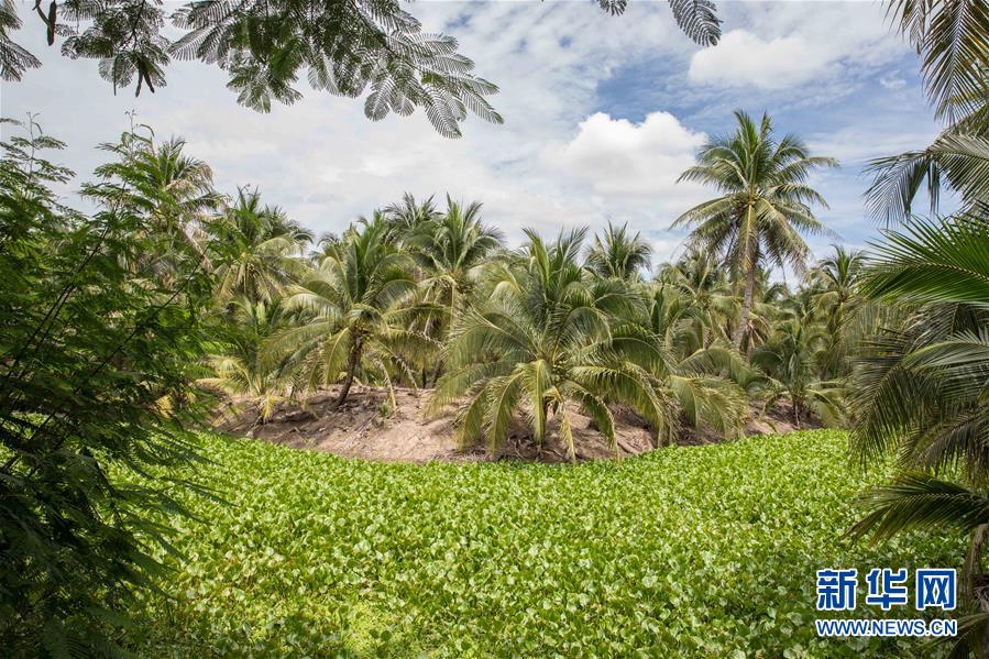 (第三届进博会·图文互动)(9)通讯:椰香飘进进博会 市场开放共繁荣——一名泰国椰商的心声