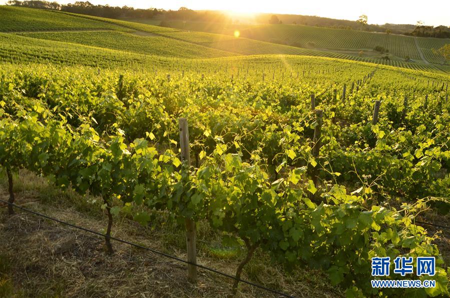 (第三届进博会·图文互动)(1)专访:进博会是了解中国市场的好机会——访澳大利亚诺瓦维塔葡萄酒集团创始人卡臣