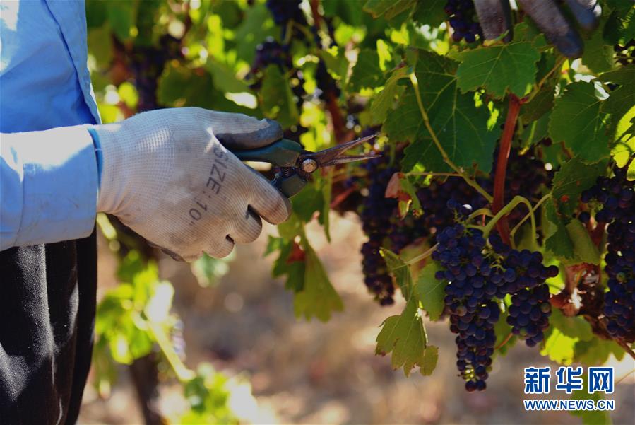 (第三届进博会·图文互动)(2)专访:进博会是了解中国市场的好机会——访澳大利亚诺瓦维塔葡萄酒集团创始人卡臣