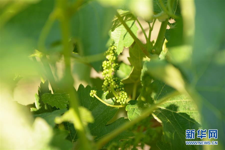 （第三屆進博會·圖文互動）（3）專訪：進博會是了解中國市場的好機會——訪澳大利亞諾瓦維塔葡萄酒集團創始人卡臣