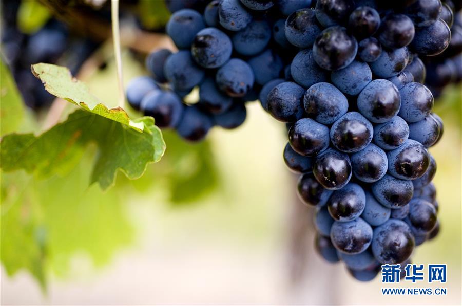 (第三届进博会·图文互动)(4)专访:进博会是了解中国市场的好机会——访澳大利亚诺瓦维塔葡萄酒集团创始人卡臣