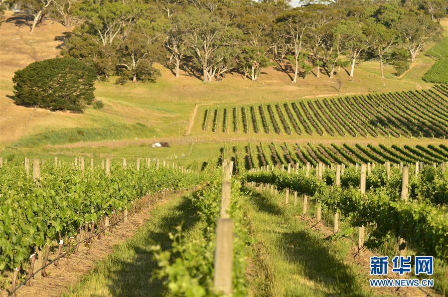 (第三届进博会·图文互动)(5)专访:进博会是了解中国市场的好机会——访澳大利亚诺瓦维塔葡萄酒集团创始人卡臣