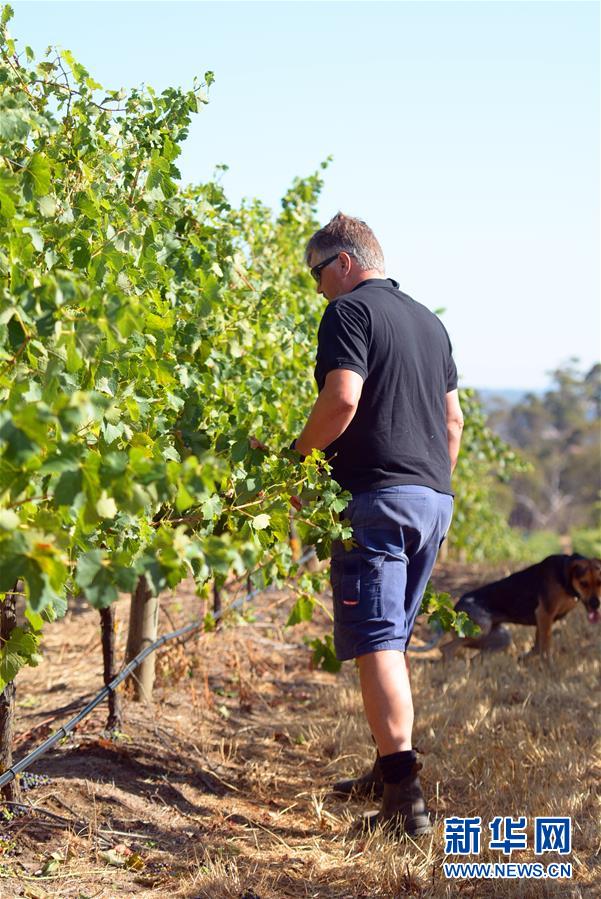 (第三届进博会·图文互动)(8)专访:进博会是了解中国市场的好机会——访澳大利亚诺瓦维塔葡萄酒集团创始人卡臣