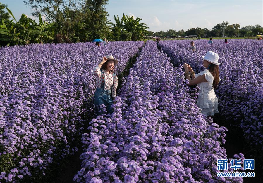 （国际）（1）泰国清迈花海引游人