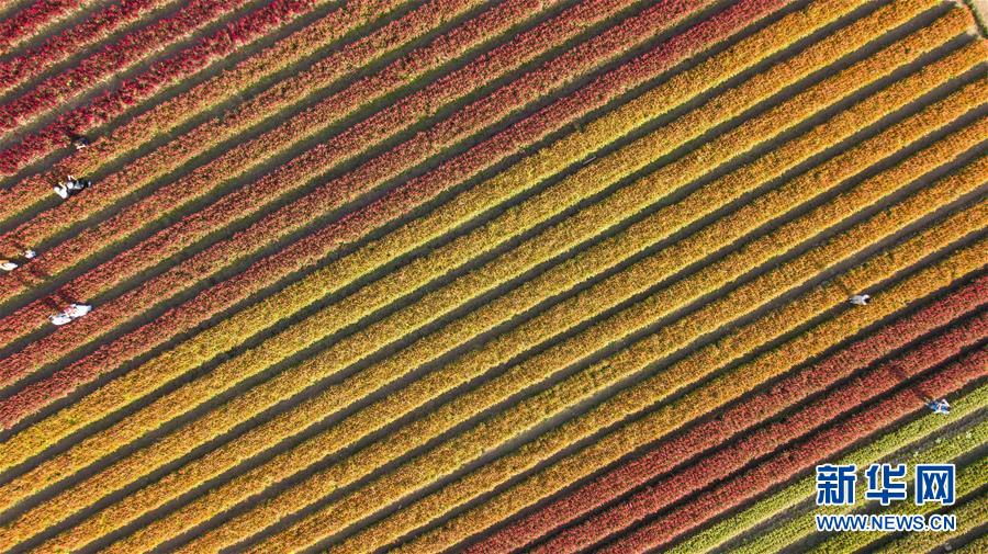 （国际）（3）泰国清迈花海引游人