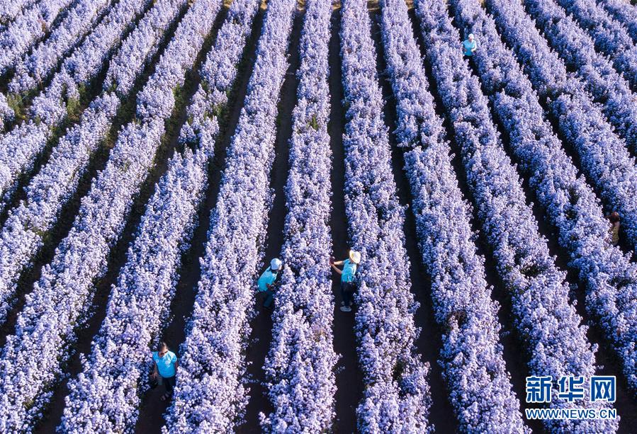 （国际）（4）泰国清迈花海引游人