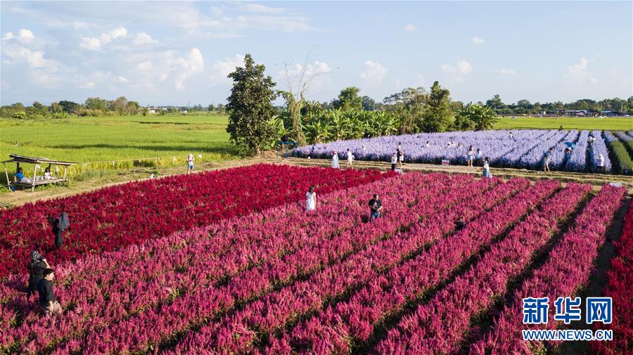 （国际）（5）泰国清迈花海引游人