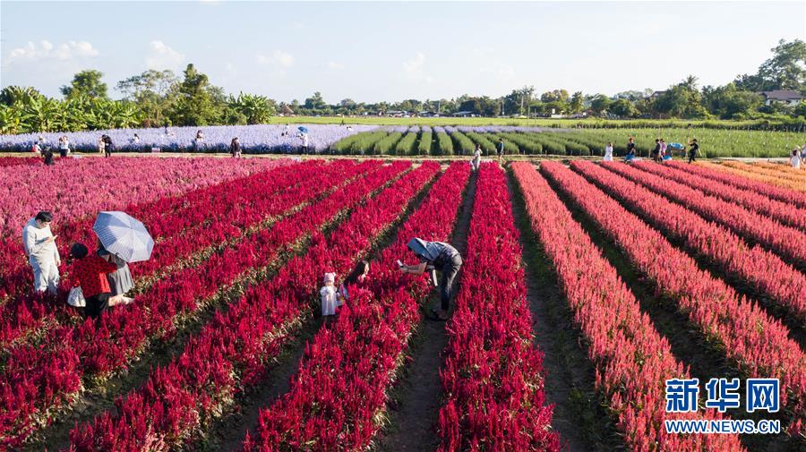 （国际）（6）泰国清迈花海引游人