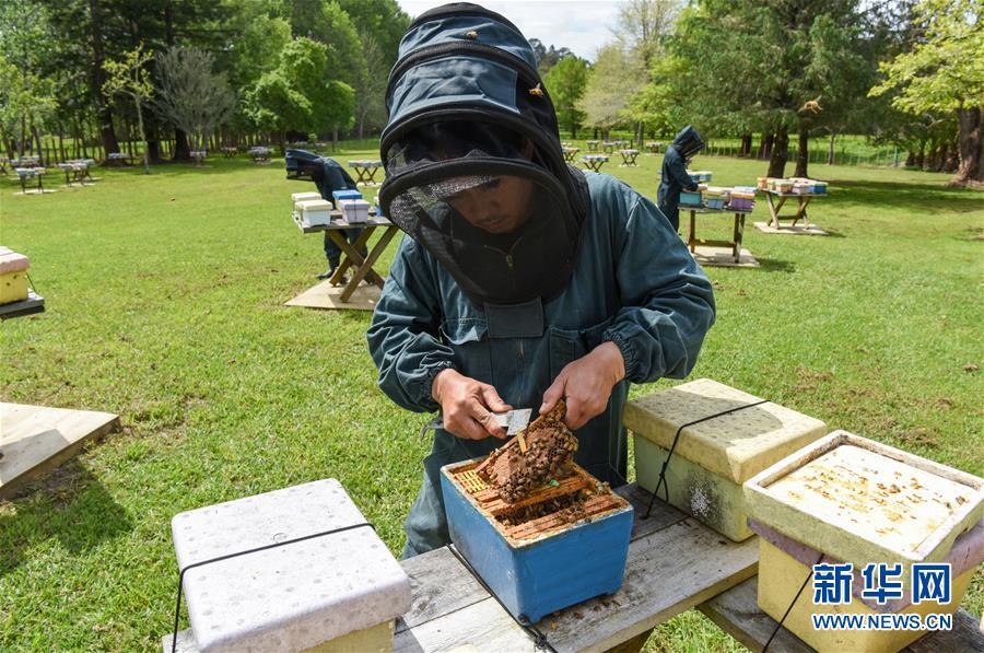（第三届进博会&middot;图文互动）（7）通讯：新西兰的进博会味道，甜