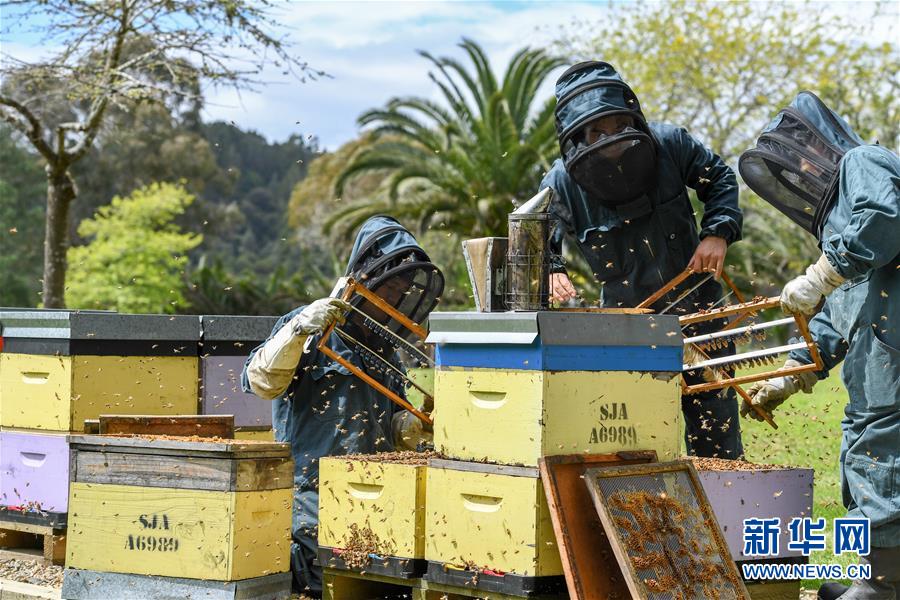 （第三届进博会&middot;图文互动）（8）通讯：新西兰的进博会味道，甜