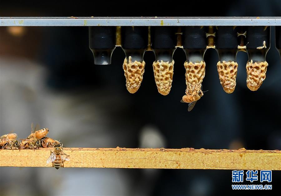 （第三届进博会&middot;图文互动）（9）通讯：新西兰的进博会味道，甜